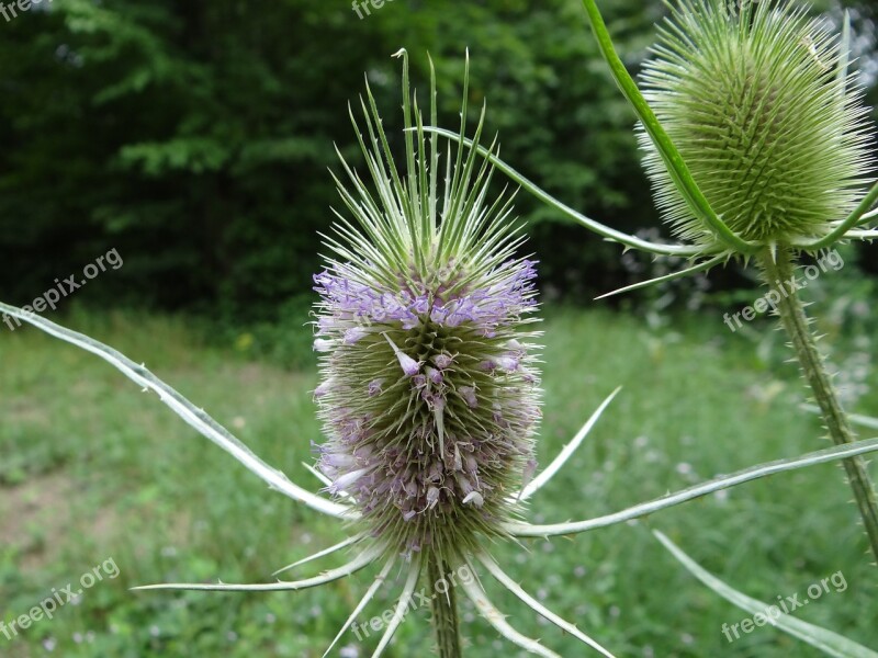 Thistle Flower Plant Nature Violet