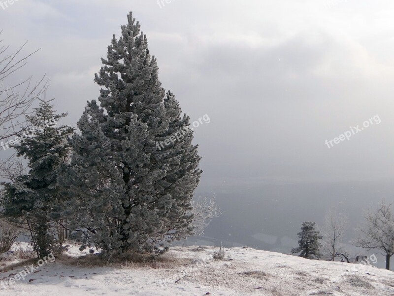 Fir Tree Winter Snow Wintry Nature