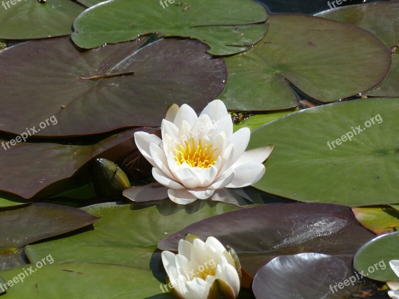 Water Lily Nymphaea Floating Leaves Plant Lake Rose