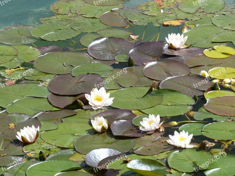 Water Lily Nymphaea Floating Leaves Plant Lake Rose