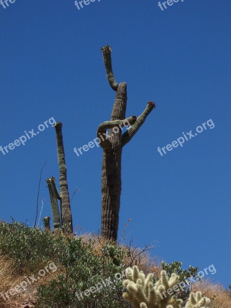 Cactus Saguaro Nature Desert Landscape