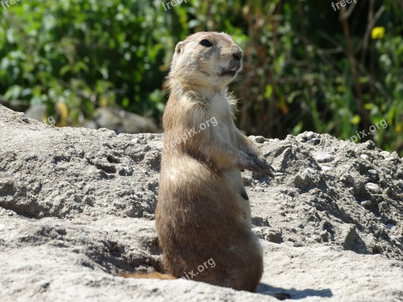 Marmot Zoo Animal Free Photos