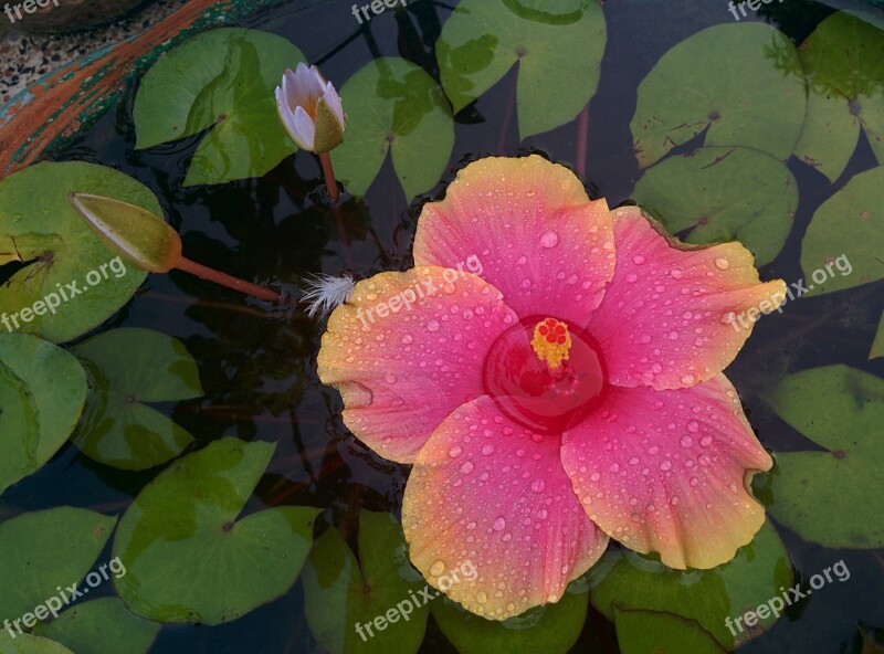 Hibiscus Lotus Flower Garden Free Photos