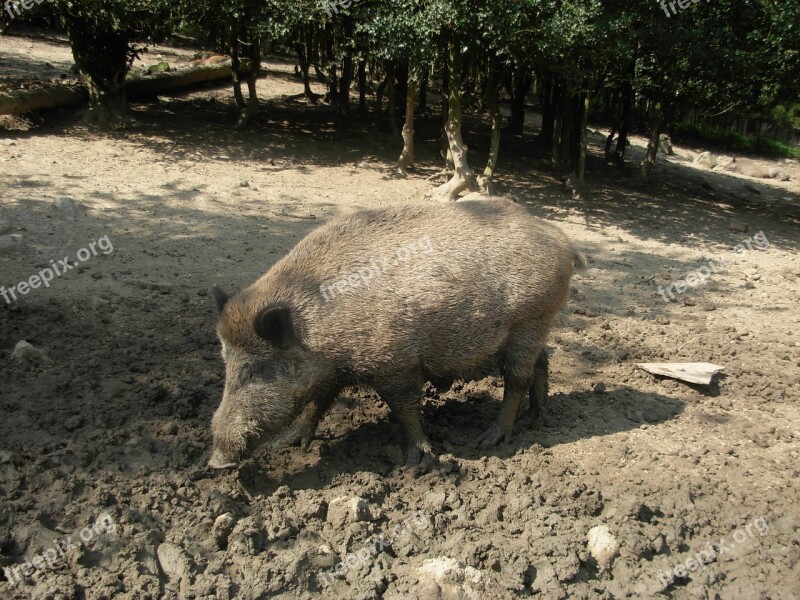 Boar Animal Pig Bristles Forest