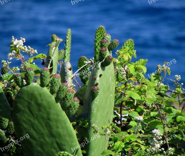 Plant Sea Cactus Green Flower