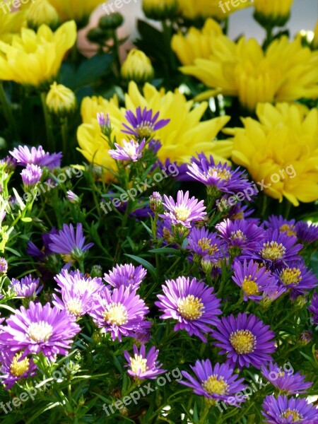 Flowers Flower Yellow Lilac Garden