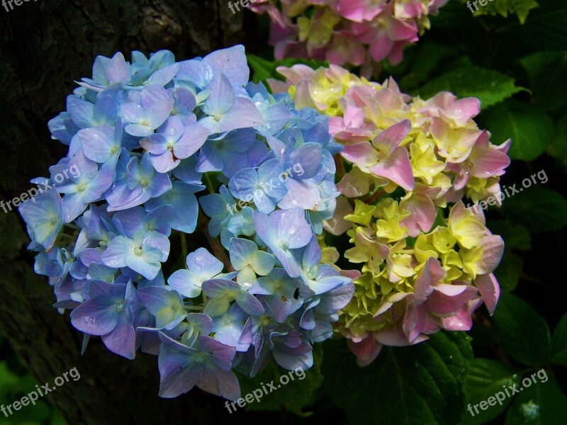 Light Blue Pink Hydrangea Flower Garden Free Photos