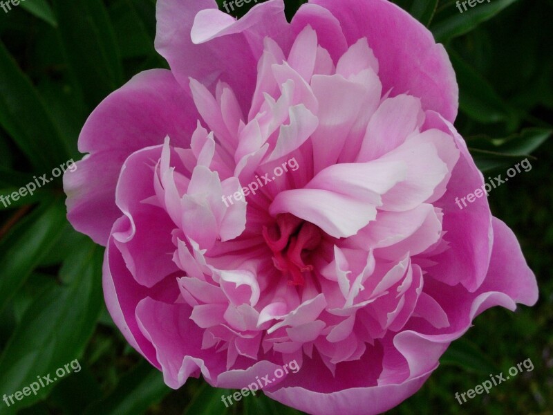 Peony Pink Garden Blossom Bloom