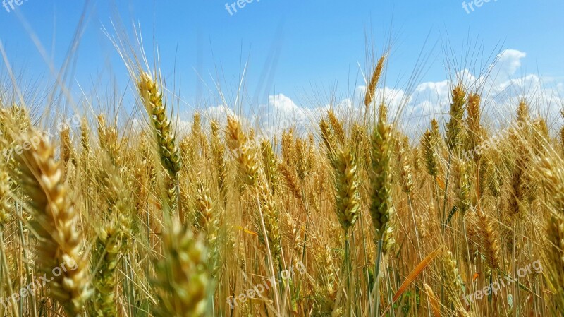 Hungary Field Wheat Landscape Wheatfield