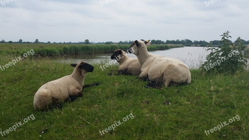 Sheep East Frisia Lake Pond Meadow