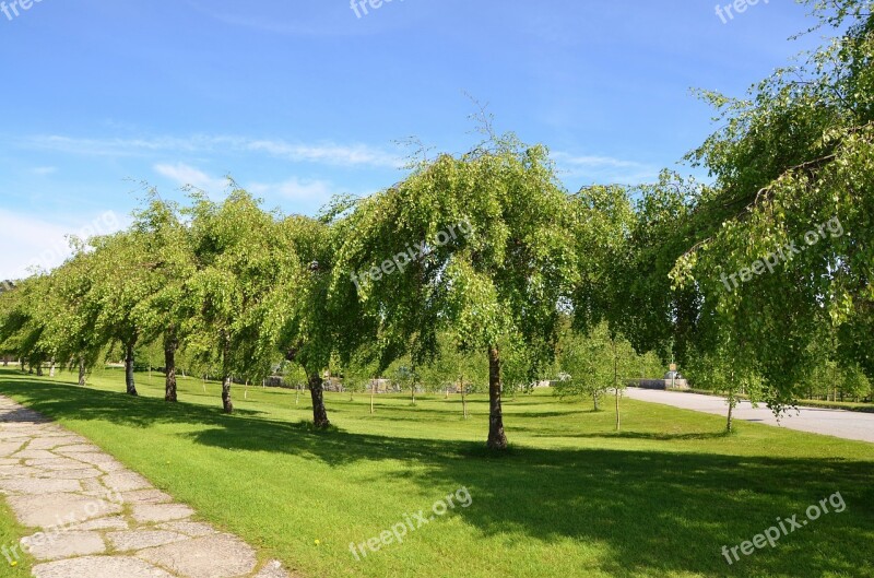 Tree Natur Natural Green Park