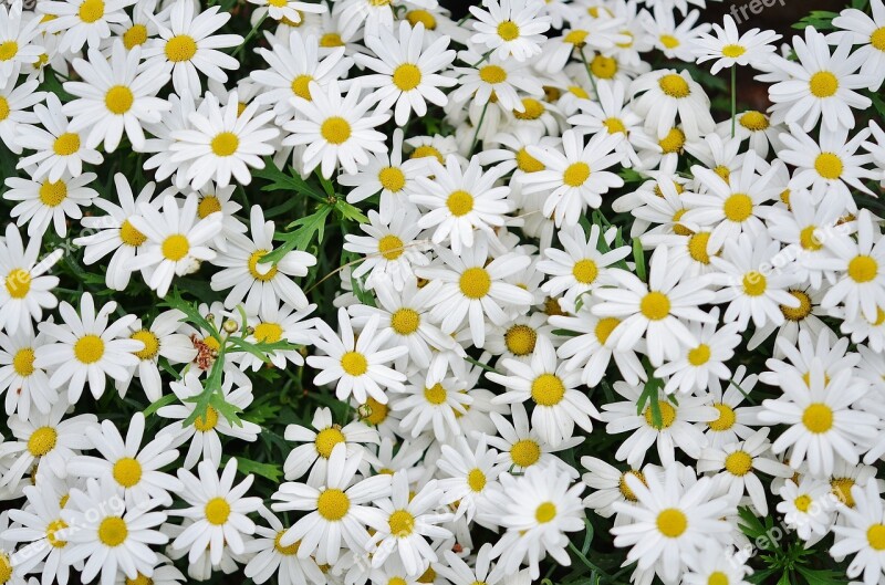 Daisy Flower Spring Nature Blossom