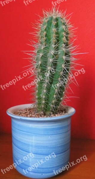 Cactus Spur Wall Red Pot