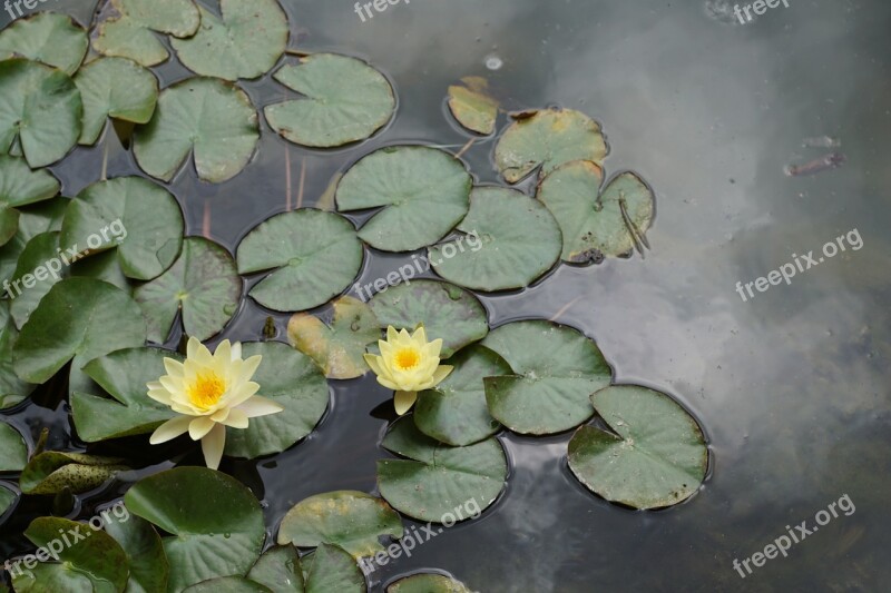 Water Lily Flower Yellow Nature Water