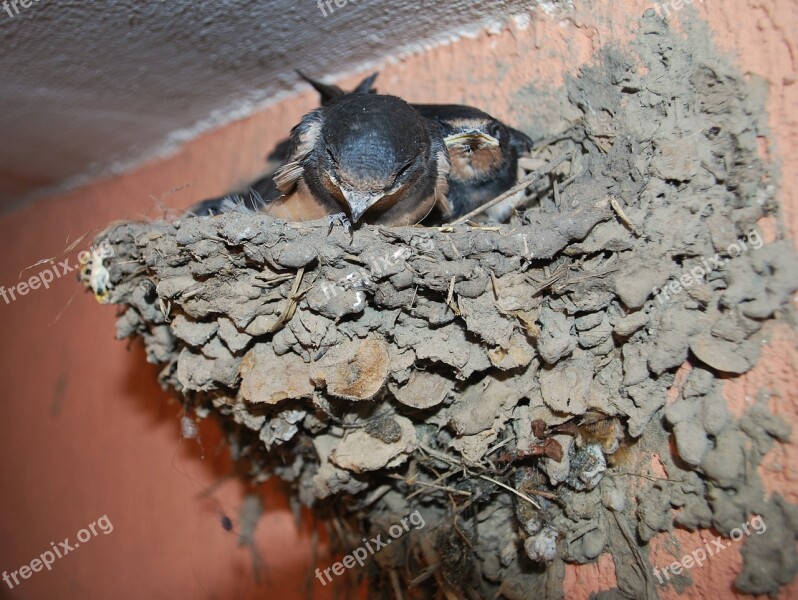 Swallow Nest Small Young Bird