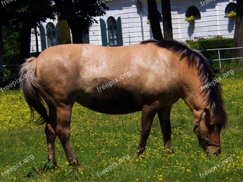 Fjord Horses Horse Free Photos