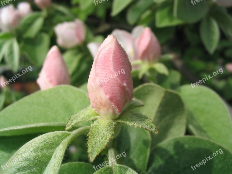 Quince Bloom Pink Free Photos