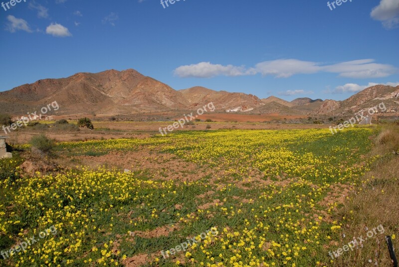 Meadow Summer Clouds Landscape Wild Flowers