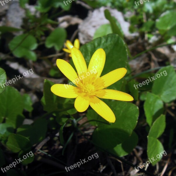 Eranthis èrantis Winter Flower Yellow Macro Photography