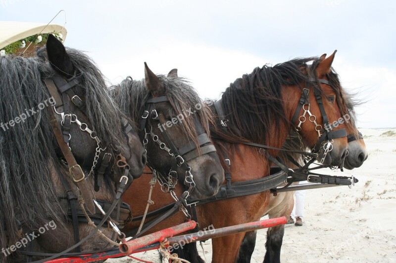 Horses Belgians Four-horse Covered Wagon Beach