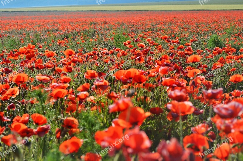 Poppy Field Red Red Poppy Meadow Flower