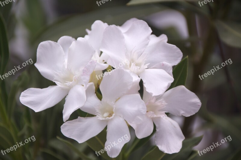 Flower White Garden White Flowers Petal