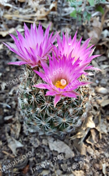 Cactus Flower Bisbee Spiny Star Cactus Flower Desert Flower Cactus