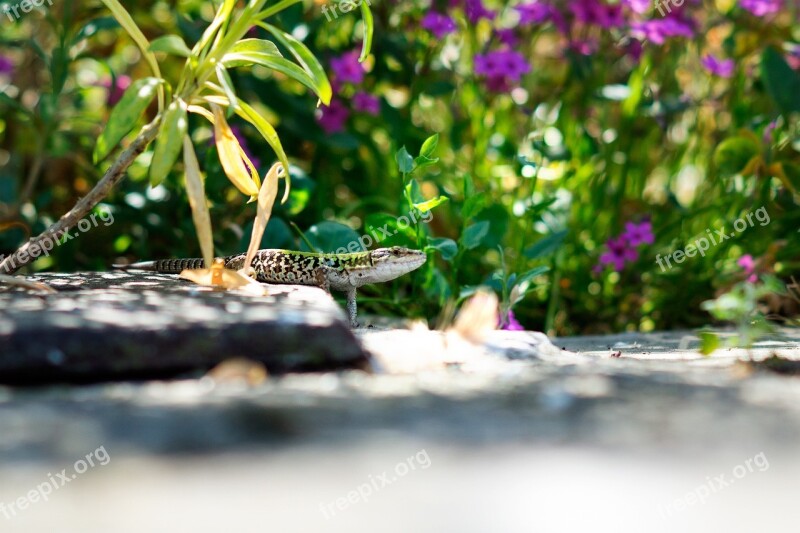 Lizard Stare Animal Reptile Free Photos