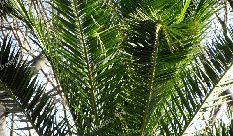 Palm Tree Plant Nature Catalonia Costa Brava