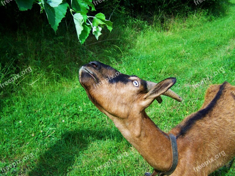 Brown Goat Farm Animals Browse Free Photos