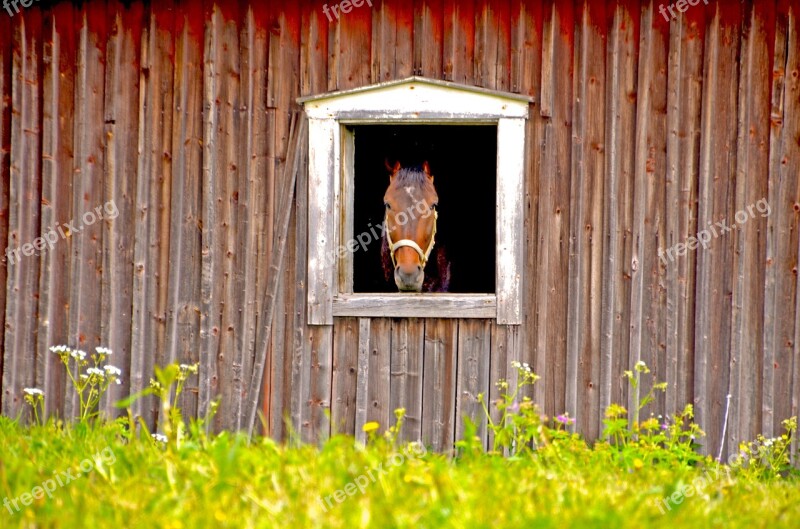 Horse Barn Stall Summer Animals