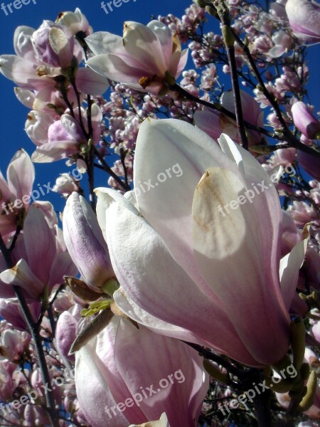 Magnolia Ornamental Tree Garden Beauty