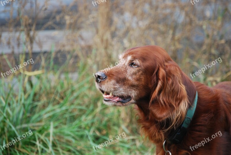 Dog Irish Setter Attention Free Photos