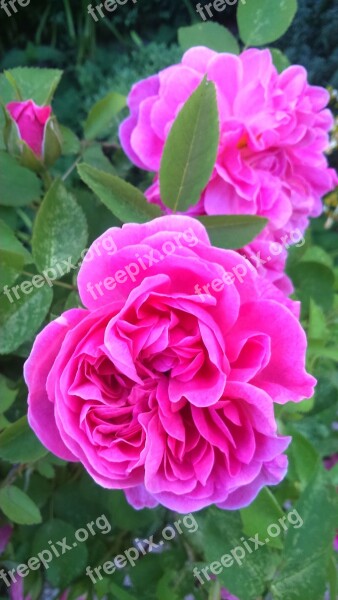 Rose Garden Beauty Pink Tea Rose