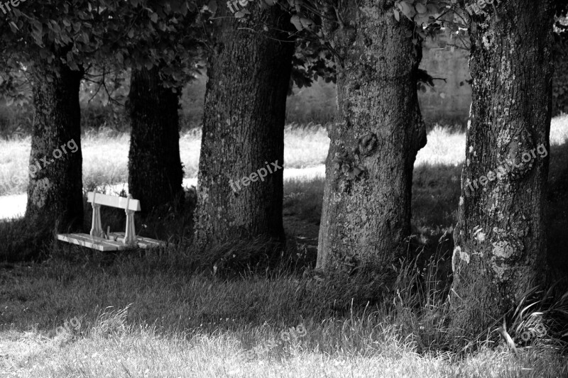 Bench Wood Trees Nature Park