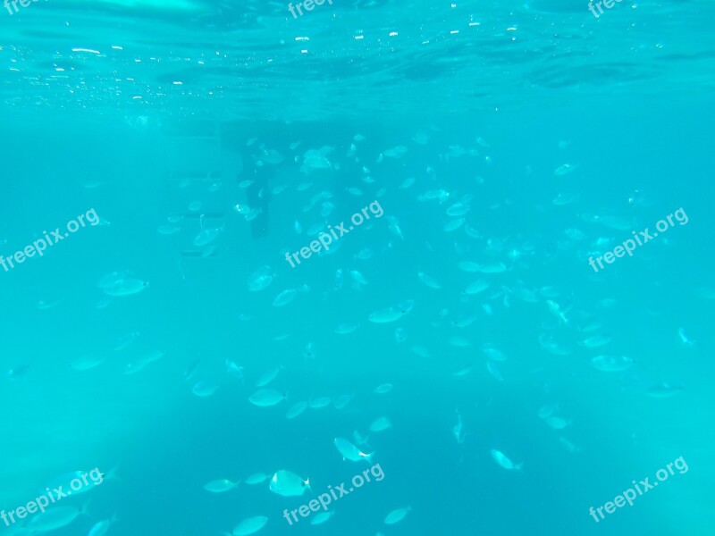 Underwater Fish Fish Swarm Sea Blue