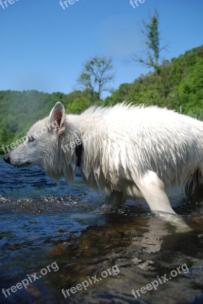 Dog Wolf Swiss White Shepherd Free Photos