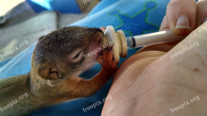 Infant Squirrel Orphan Wildlife Rehabilitation