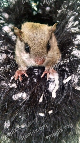 Infant Squirrel Orphan Wildlife Rehabilitation