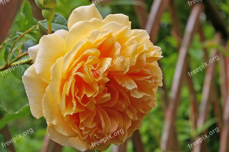 Rose Crown Princess Margareta English Rose Rose Variety Garden