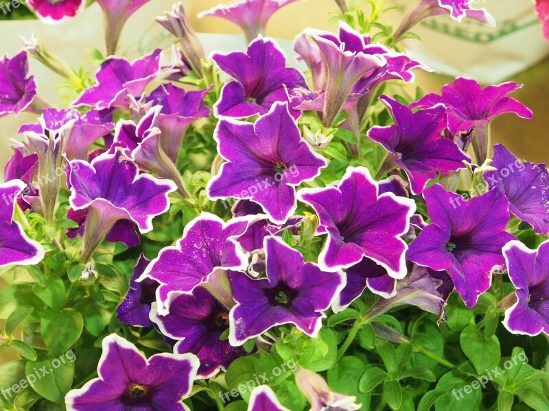 Petunia Short 牽 Bovine Flower Purple White Bian Taipei Free Photos