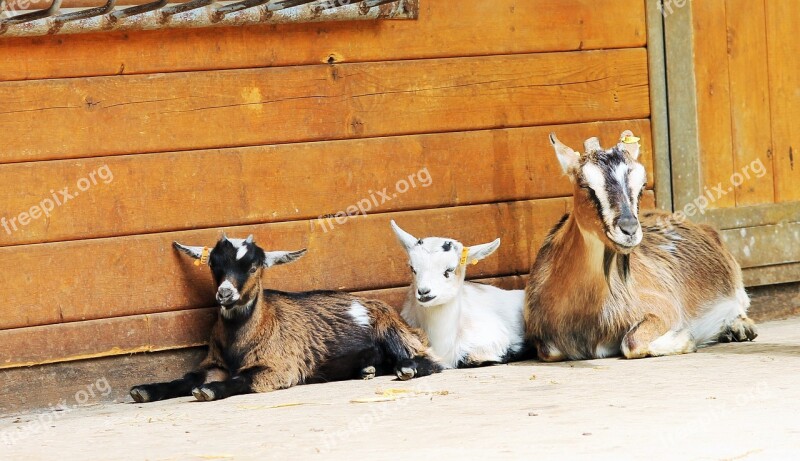 Goats Relaxed Family Free Photos