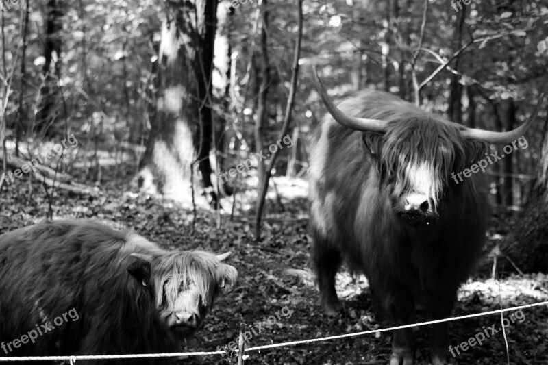 Buffalo Black White Recording Animal Photos Nature Free Photos