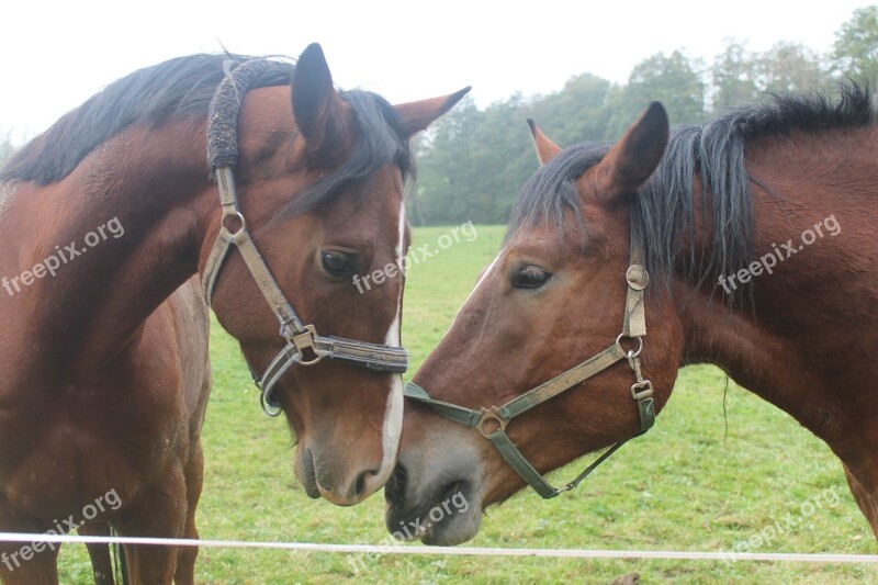 Horses Love For Animals Nostrils Love Free Photos