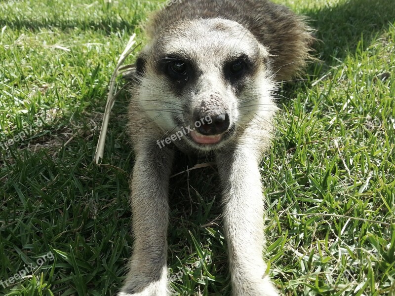 Meerkat Nature Wildlife Mammal Africa