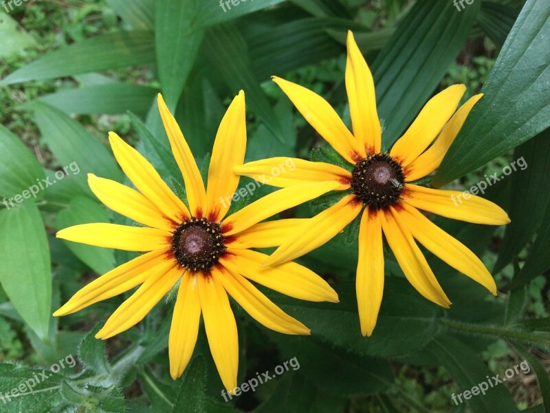 Rudbeckia The Two Clusters June Free Photos