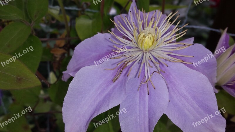 Purple Flower Flower Purple Blossom Bloom Nature