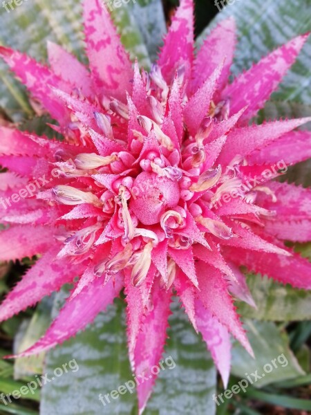 Flower Colour Floral Pink Petal