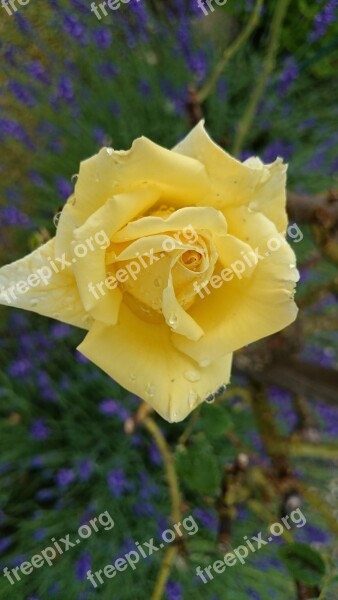 Yellow Rose Garden Close Up Summer Raindrop