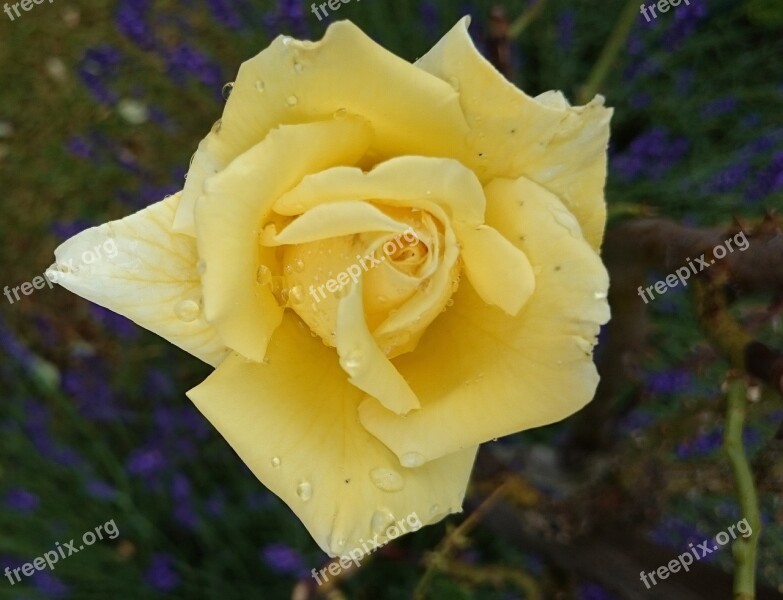 Yellow Rose Garden Close Up Beaded Raindrop